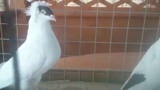 Монахи смотреть онлайн