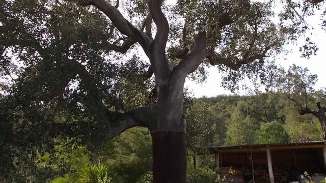 Zeb's Cork Oak project смотреть онлайн