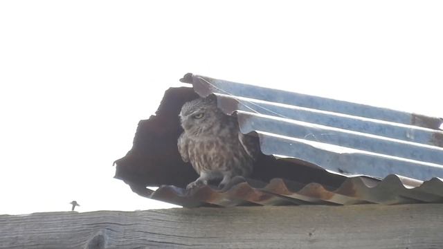 Little Owl, Обыкновенный Домовый Сыч, Ευρωπαϊκή Κουκουβάγια, Athene noctua смотреть онлайн