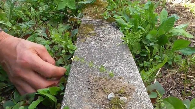 西洋タンポポ 在来種 たんぽぽ 野草パーティー 初夏編 смотреть онлайн