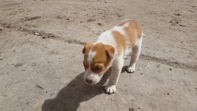 dog barking sound effect смотреть онлайн