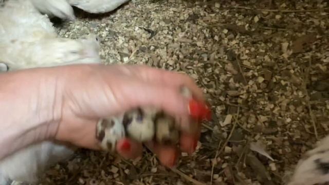 Напольное содержание Перепел Мясной утяжелённый А+//Техасский мясной перепел Украина смотреть онлайн