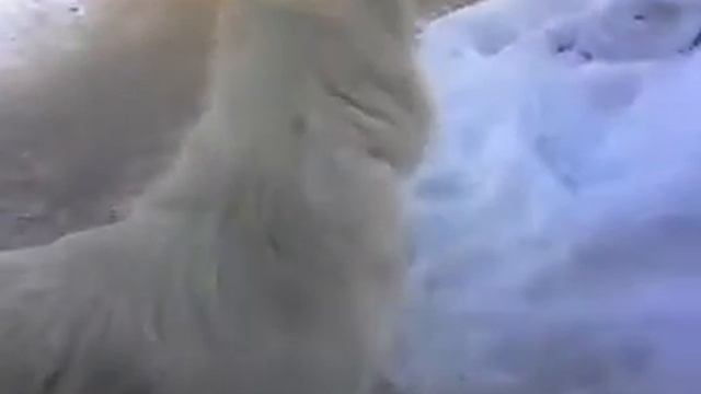 мой товарищ