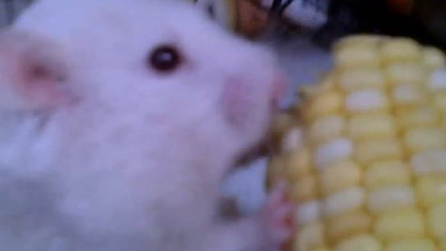 Hamster vs. fresh corn on the cob! смотреть онлайн