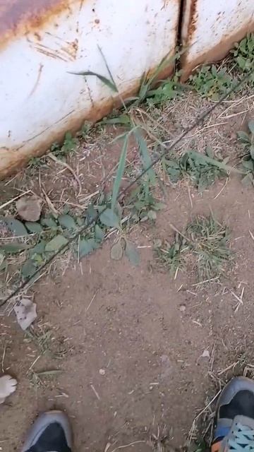 НУ ЗАТО Я ОЧЕНЬ КРАСИВЫЙ #shorts #собаки #pug #мопс #мопсики #рекомендации #врекомендации #врек смотреть онлайн