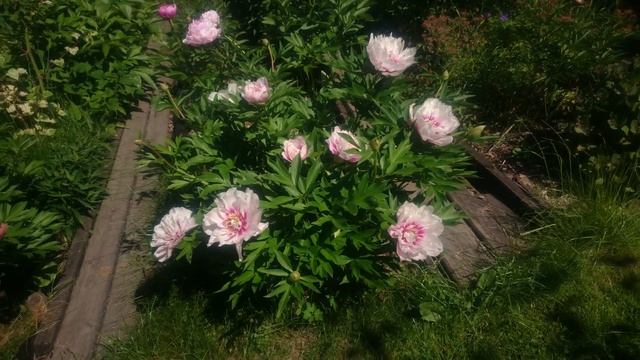 Paeonia Cora Luisa смотреть онлайн