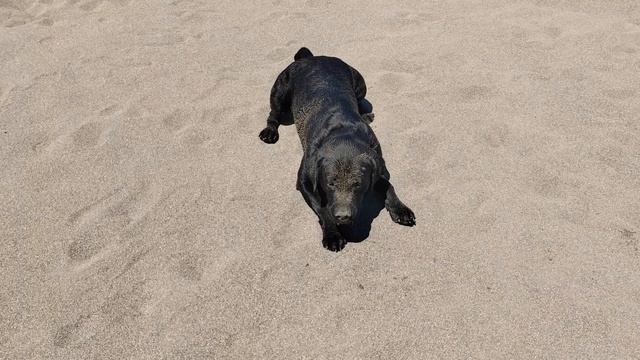 #собака #лабрадор #алмаз #песок #сушка смотреть онлайн