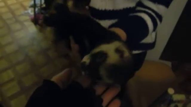 2 ХОРЬКА смотреть онлайн