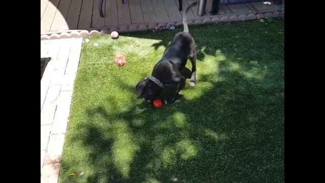 Petey the Precocious Pit Bull stops to smell...and eat...the flowers! смотреть онлайн