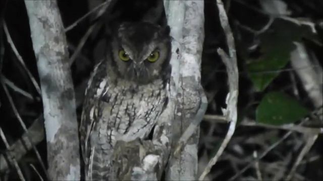Black-capped Screech-Owl - Corujinha-sapo - Megascops atricapilla смотреть онлайн