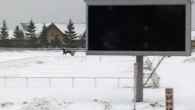 3 Декабря 2016 9 Заезд Орловский приз смотреть онлайн