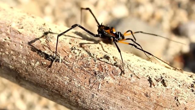 Spider Walking смотреть онлайн