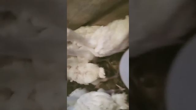 Индюшки.3 недели. смотреть онлайн