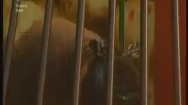 Big Brother UK 2008-Diary room uncut 17/8/08 part 1 смотреть онлайн