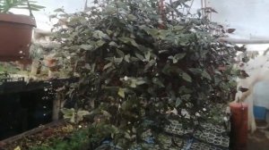 Традесканция "Невеста" в кашпо. Удивила!