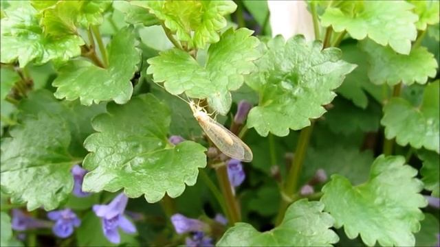 Florfliege im Frühling - lacewing sawfly windflowers смотреть онлайн