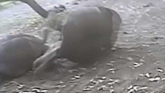 PARTES MAIS PERIGOSAS DO CORPO DOS ANIMAIS QUE PODEM MATA-LOS смотреть онлайн