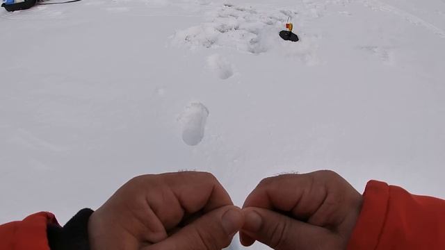 Ловля щуки на ЖЕРЛИЦЫ! ФЛАЖКИ горят, щука РВЁТ живцов!!! Ловим плотву... смотреть онлайн