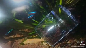 Как просто выловить аквариумную креветку