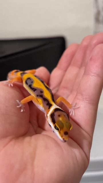 Baby Blood Mandarin Zorro Bandit Leopard Gecko #pet #gecko #eublepharismacularius #leopardgecko #fy смотреть онлайн