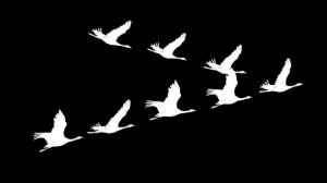 Журавли - клин - футаж