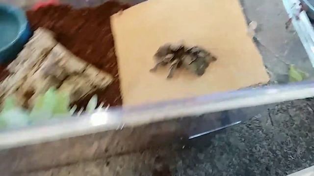 Re-Homing Aphonopelma seemanni and Tliltocatl albopilosus (My FIRST Re-Homing) смотреть онлайн