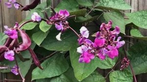 Долихос вьющаяся сирень: посадка и уход