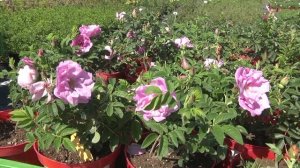 Розы-ругозы (шиповники)