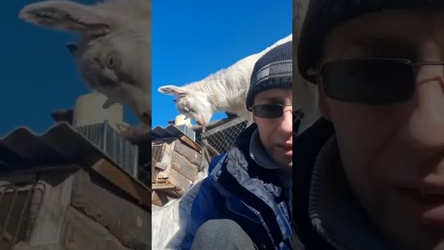 Козы это весело)). смотреть онлайн