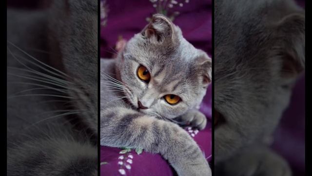 Котята мяукают, мяуканье котят, звуки котят