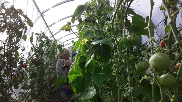 Сбор огурцов. 5 кг. смотреть онлайн