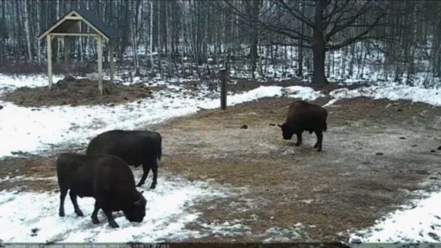 European Bisons in Białowieża Forest, Poland смотреть онлайн