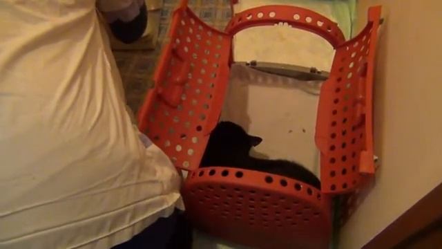 Разговор с котом смотреть онлайн