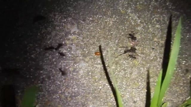 Horizontal transmission of Attaphila sp into Acromyrmex lundi nest смотреть онлайн