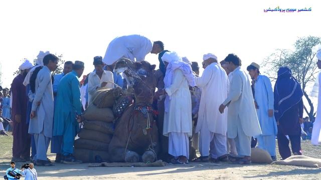 Ch Rasheed | Aya Pindi Ala | Weight Complete 20 Mann | Camel Weightlifting at Surakhi | Camel Danga смотреть онлайн