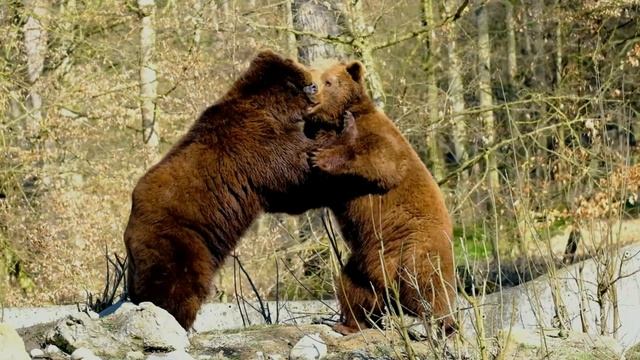 Моя Сибирь смотреть онлайн