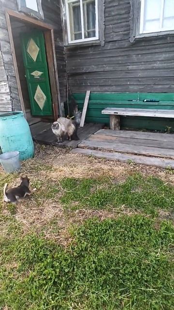 Чихуахуа Макар в деревне на все лето смотреть онлайн