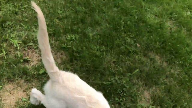 White Golden Retriever Puppies смотреть онлайн