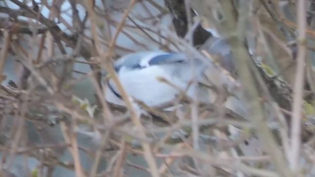 Valkopäätiainen Cyanistes cyanus Helsinki Finland 10.1.2016 смотреть онлайн