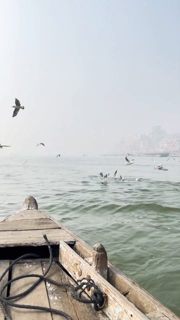 Siberian Migratory Birds in Varanasi #shortsindia #birds #migratorybirds #travel #varanasi #ganga смотреть онлайн