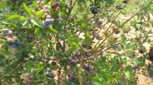 Голубика садовая, сорт Легаси