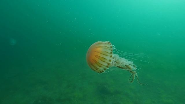 Pusula Denizanası (Chrysaora hysoscella) Compass Jellyfish смотреть онлайн