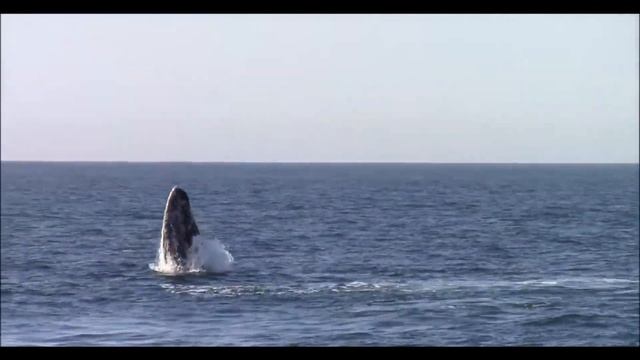 Whale Songs Of The Ocean, Whales Musik, Киты, Sleep Music, 鲸, Seiling With Whales, Плавание с китам