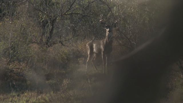 Navy SEAL Charity Hunt, Texas 2016 Seal Legacy Foundation смотреть онлайн