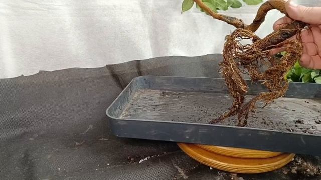 √1,√2 Бонсай заготовка для каскада фикус Бенджамина