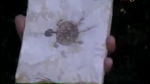 Examples of living fossils Turtles смотреть онлайн