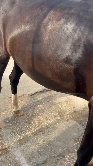 После тренировки ) #horse #конкур #equestrian #конныйспорт #лошади смотреть онлайн