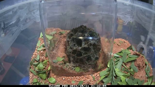 切葉蟻Atta cephalotes смотреть онлайн