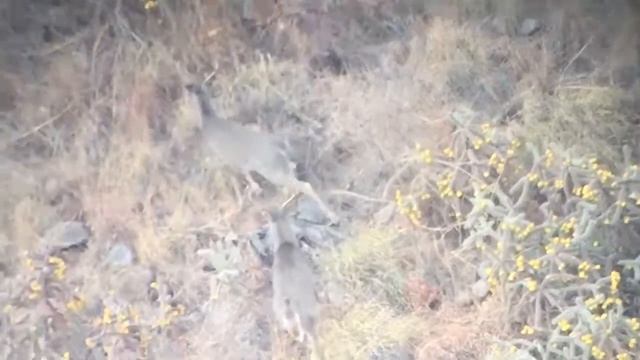 Deer walking смотреть онлайн