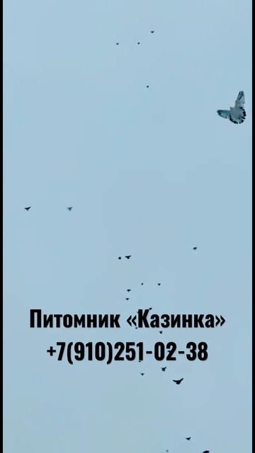 Гоняем голубей смотреть онлайн